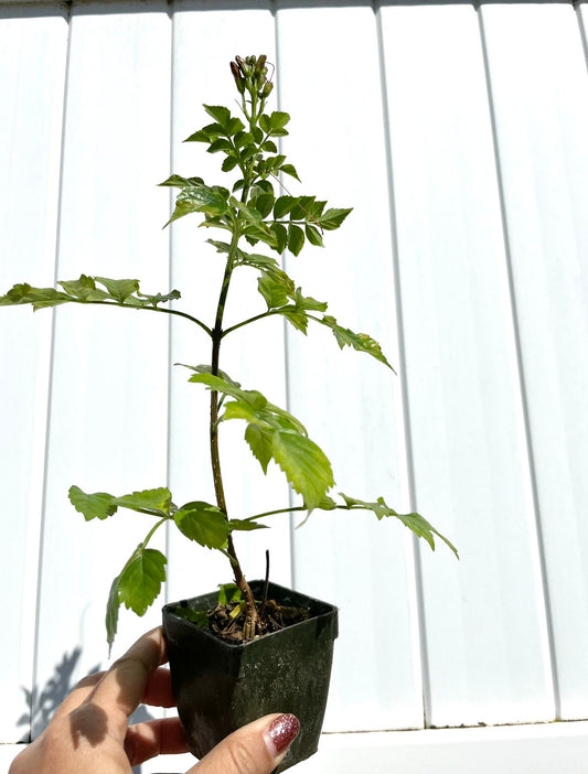 Fragrant Orange Honeysuckle Plant for Garden
Climbing Vine with Orange Flowers for Landscaping
Hardy Orange Honeysuckle Perennial Plant
Lonicera Vine with Fragrant Orange Blooms