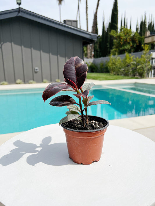 Variegated Pink Rubber Tree Pink Houseplant Ficus Decora Ruby Pink Plant Indoor House Plant Garden Tropical Indoor Live Plant Rubber Fig