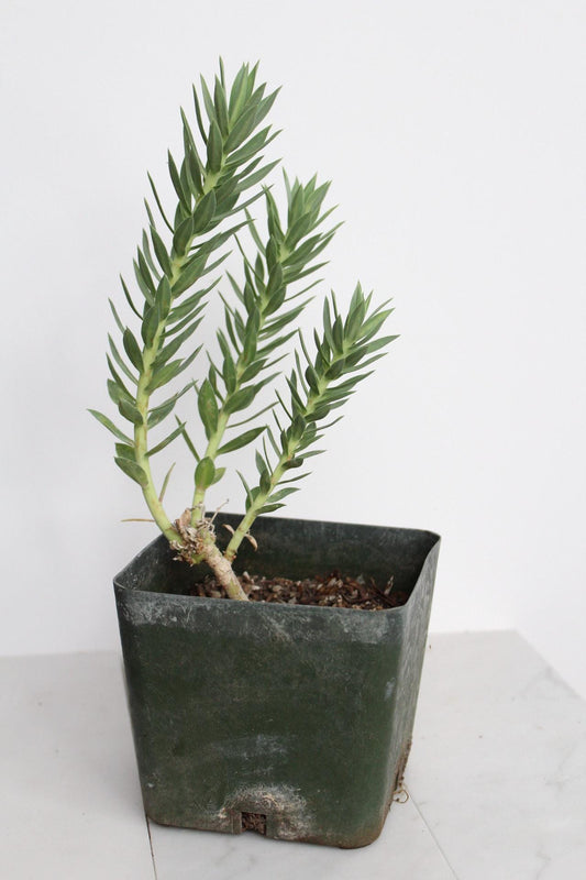 Desert Garden Succulent Yellow Flower Collection Drought Resistant Plant Low Maintenance Growing Option Modern Home Accent Two Foot Tall Specimen Hardy Growing Zones Outdoor Garden Feature Architectural Statement Piece Beautiful Blooming