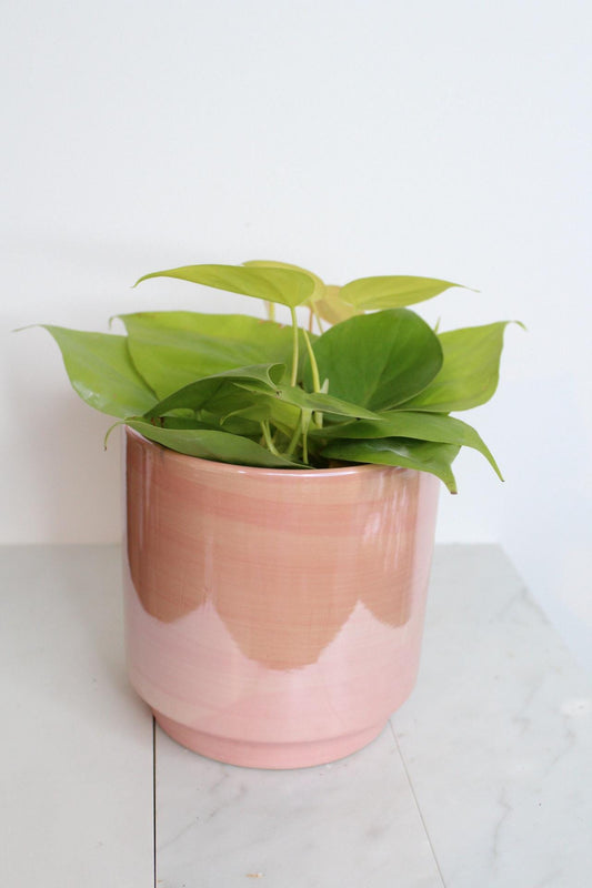 Live Indoor Philodendron Cordatum Neon Yellow Heart Leaf Vine Plant Gift for Office Plant Lover Tropical Foliage Easy Care Plant Gift Friend with Pink Glazed Pot