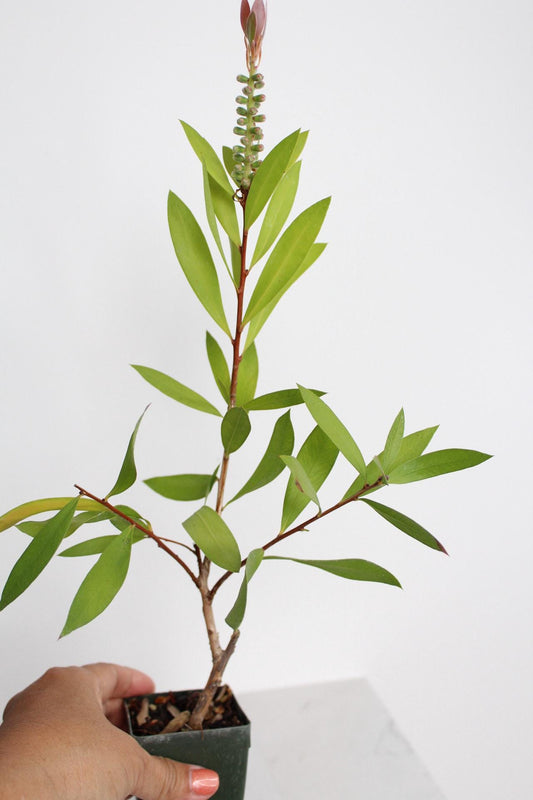 Red Bottlebrush Starter Plant Callistemon Citrinus Plant Evergreen Shrub Red Floral Live Plant Landscape Outdoor Pollinator Garden Plant