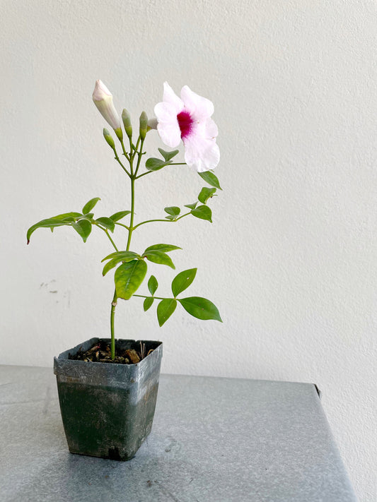 Pink Bower Vine Plant Garden Climbing Vine Pink Flower Ornamental Perennial Plant Pink Pandorea Jasminoides Pink Floral Vine Outdoor Decor