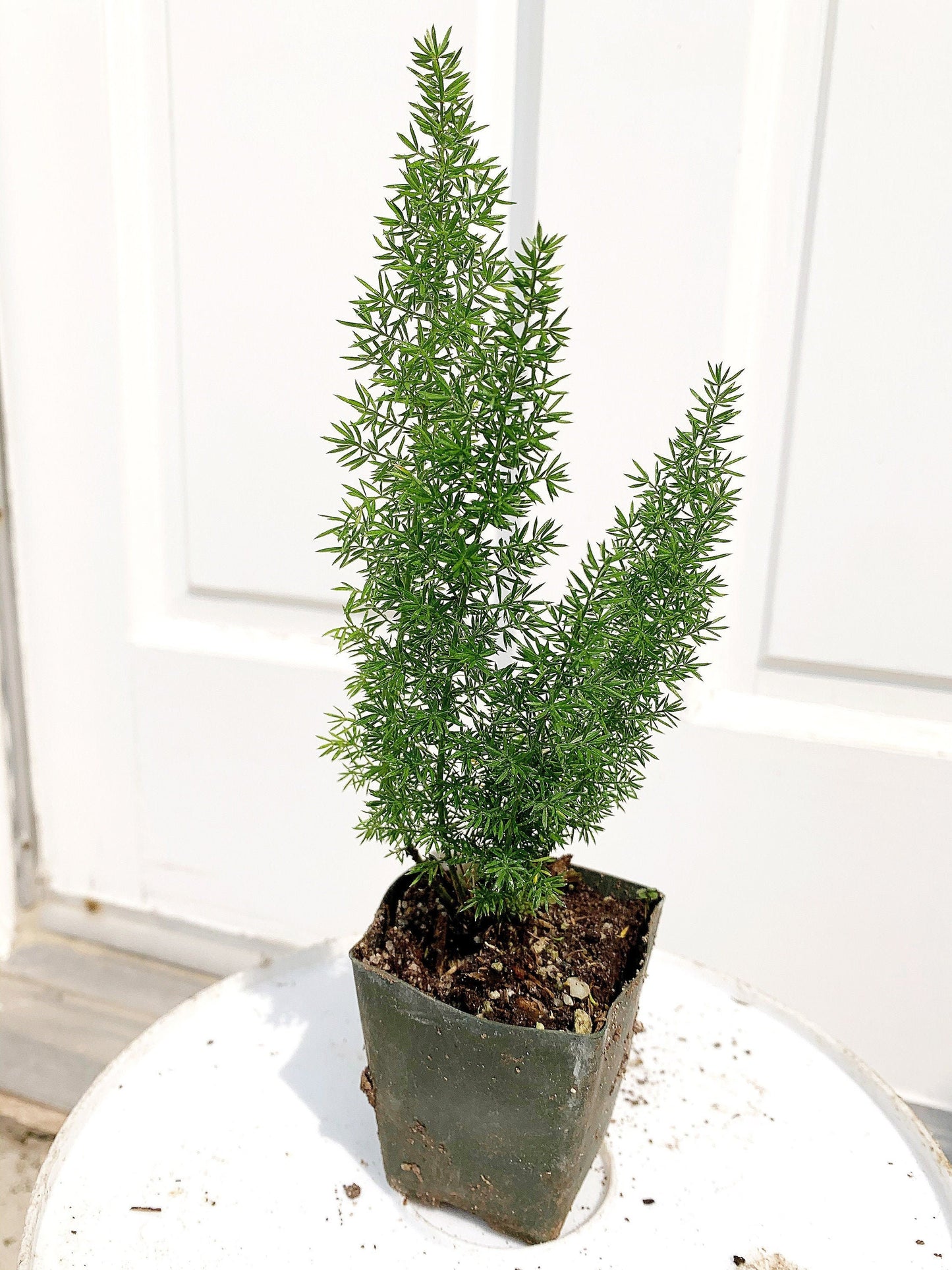 Mini Foxtail Asparagus Meyer Fern Foxtail Fern Starter Plant Asparagus densiflorus Myers Outdoor Perennial Evergreen Plant Landscape Garden