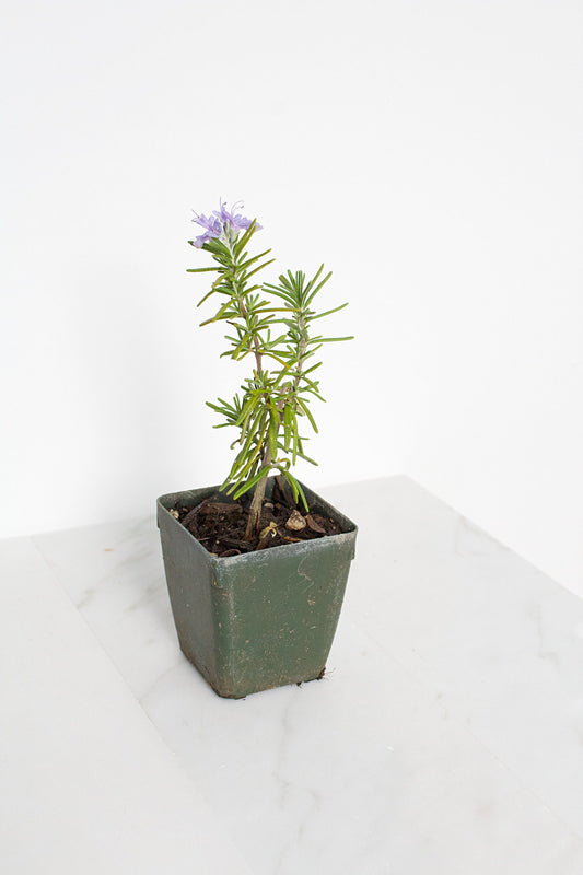 Mini Rosemary Plant Starter Rosmarinus officinalis Outdoor Garden Herb Live Rosemary Spice Plant Aromatic Blue Rosemary Officinalis Shrub