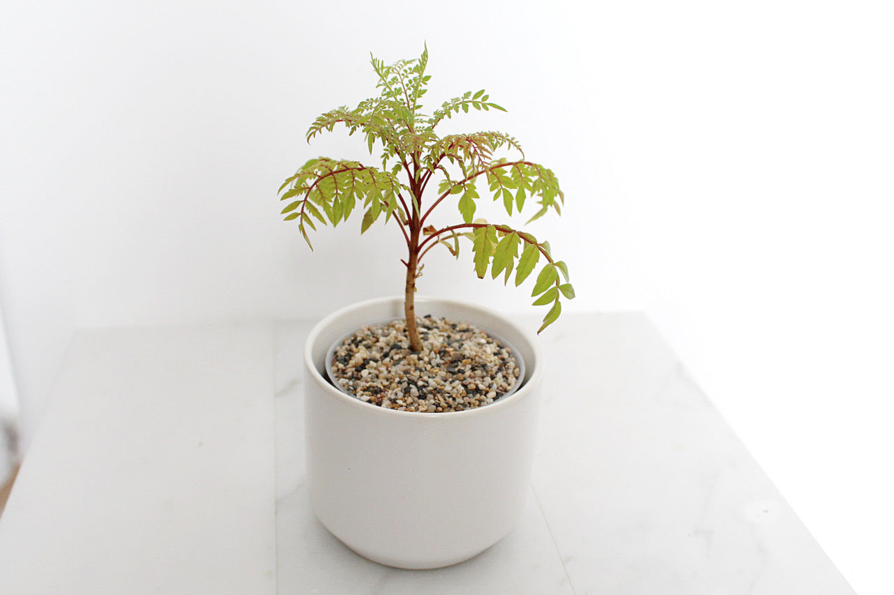 Blue Jacaranda Bonsai Tree Starter Kit – 3" Pot with White Ceramic Planter & Sand Topper