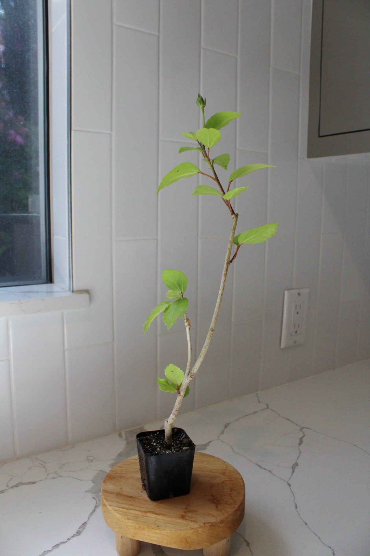 Tropical Hibiscus Lipstick Pink – Live Starter Plant for Garden