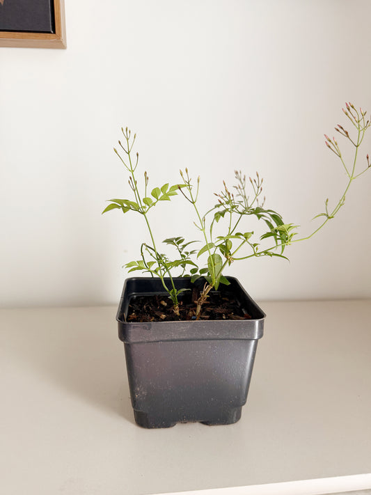 Large Pink Jasmine Vine - Fragrant Jasminum Polyanthum Starter Plant