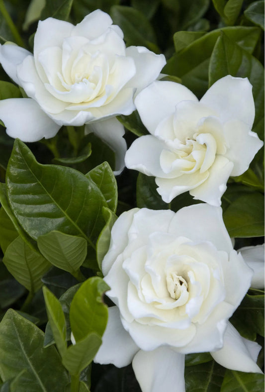 Gardenia Veitchii – 1 Gallon