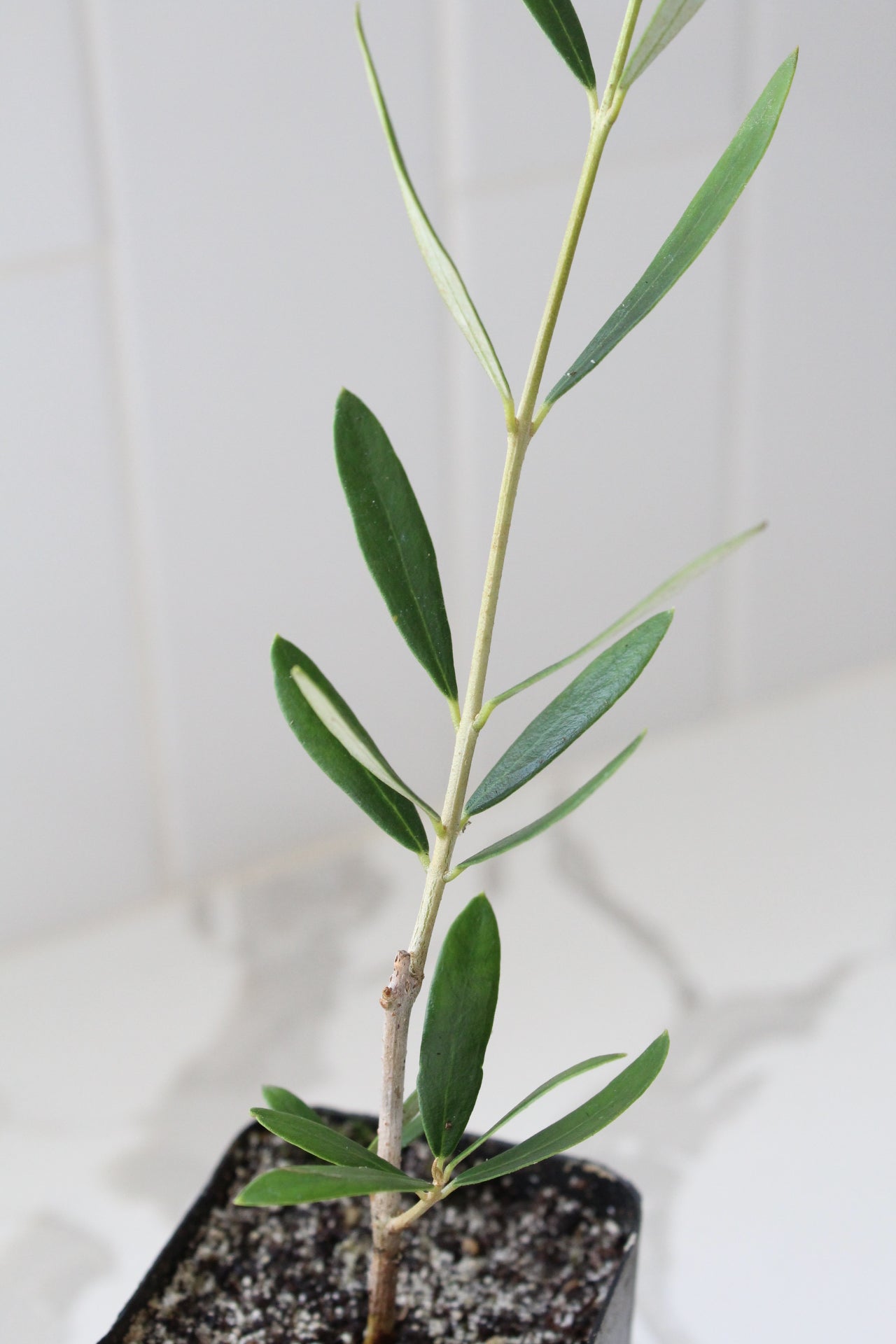 Wilson Olive Tree Sapling – Drought-Tolerant Mediterranean Patio Plant
