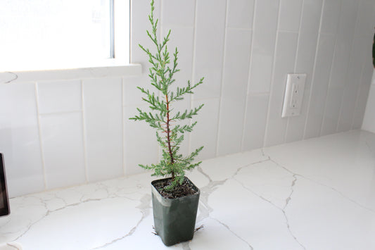 Mini Arizona Cypress tree | Christmas Tree | 2 inch pot | Fairy Garden | Bonsai Tree