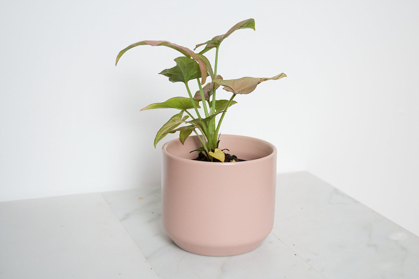 Kendall Pink Pot