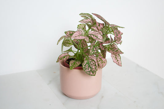 Kendall Pink Pot