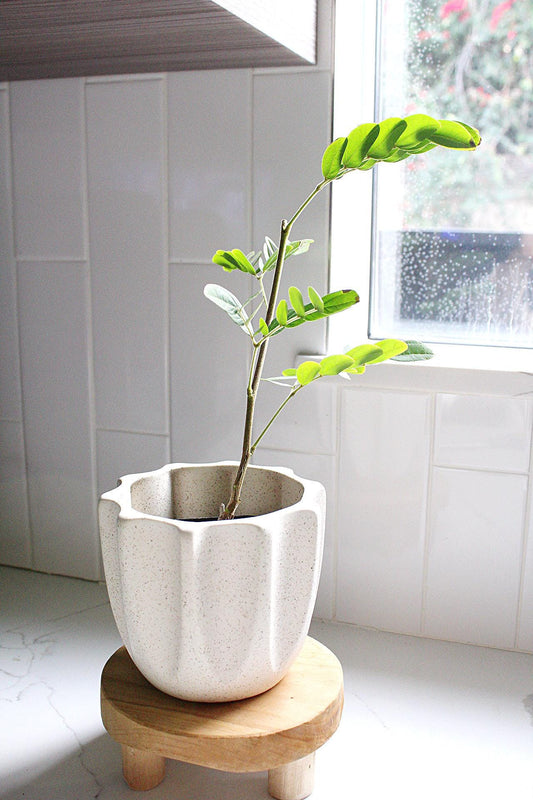 Powderpuff Pink Tree Starter Calliandra Inaequilatera Plant Evergreen Shrub Pink Floral Live Plant Landscape Outdoor Pollinator Garden Fern in pot