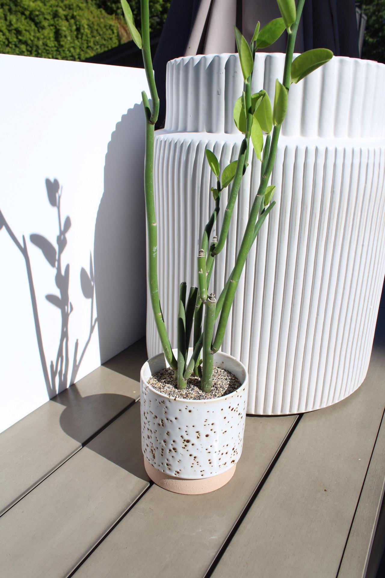 Pedilanthus Bracteatus ‘Tall Slipper’ – Drought-Tolerant Succulent for Xeriscape