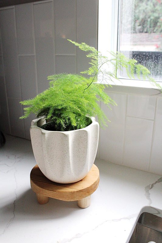 Small Indoor Fern Plant Feathery Texture Plumosa Variety Easy Care Houseplant Perfect Desk Shelf Decor Living Room Addition Office Plant Collection Compact Size Natural Beauty Home Decoration Perfect Gift Idea Beautiful Green Accent