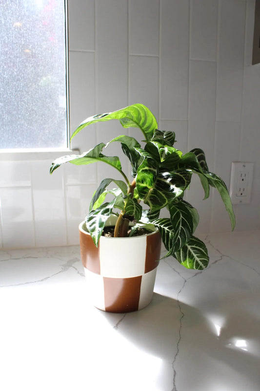 Zebra Plant – Tropical Indoor Air-Purifying Houseplant