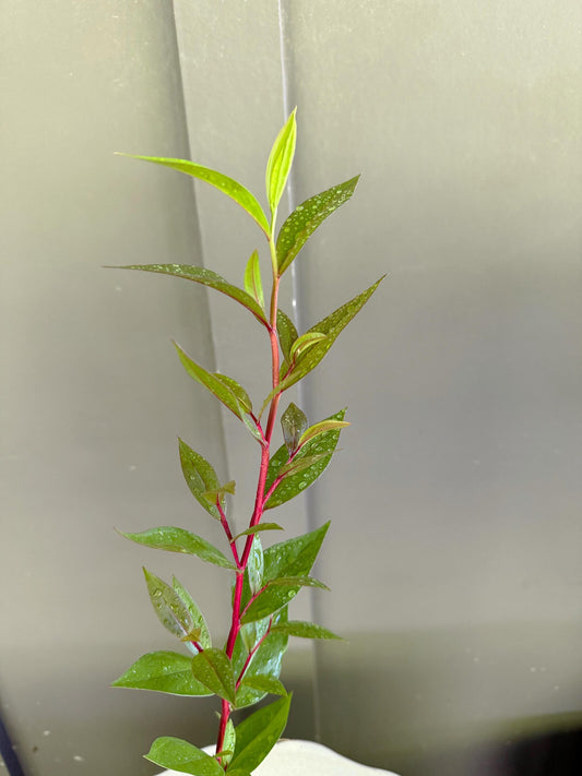 Peppermint Willow – Aromatic Bonsai Starter Tree