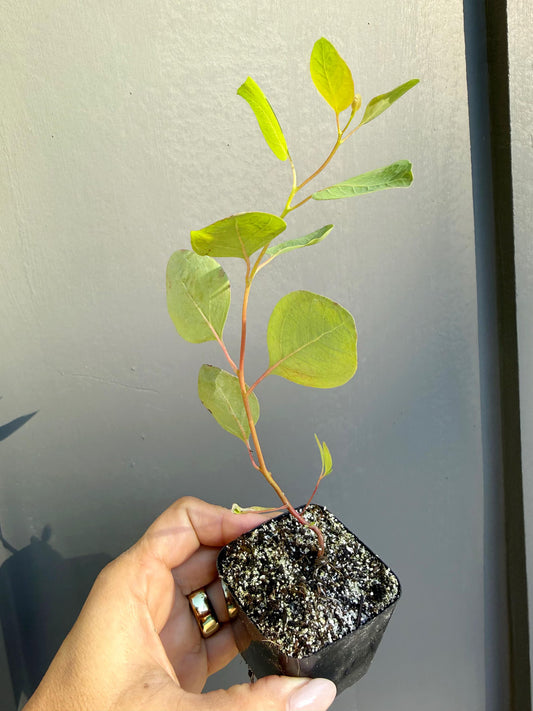 Silver Dollar Eucalyptus – Fragrant Bonsai Starter Tree