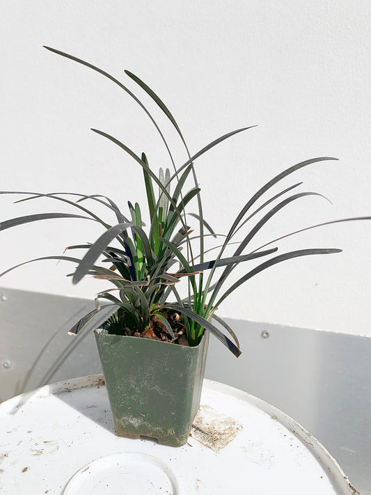 Black Mondo Grass - Monkey Grass in 2" Pot for Fairy Gardens