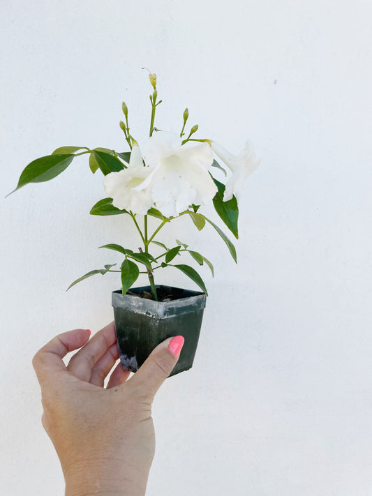 White Bower Vine Plant Garden Climbing Vine White Flower Ornamental Perennial Plant Pandorea Jasminoides Floral Vine Outdoor Starter Plant