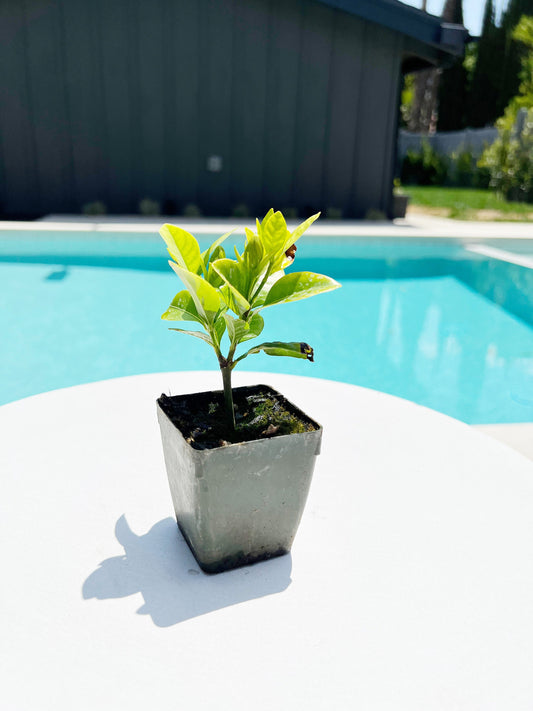 Cape Jasmine - Gardenia Jasminoides Fragrant White Flower Starter Plant in 2" Pot