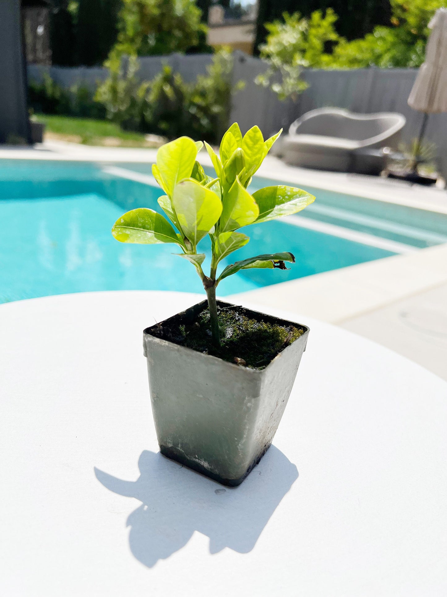 Cape Jasmine - Gardenia Jasminoides Fragrant White Flower Starter Plant in 2" Pot