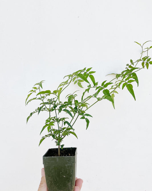 Mini Pink Jasmine Vine Outdoor Plant Pink Flower Indoor Plant Starter Jasminum Polyanthum Fragrant Flower Jasmine Pink Houseplant Live Plant