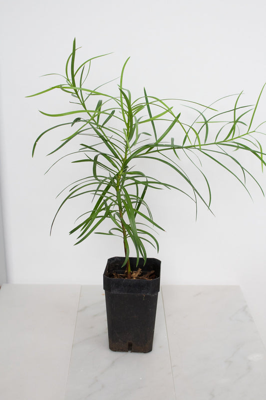 Fern Podocarpus Garcilior Hedge Outdoor Starter Plant
Landscape Fern Plant for Outdoor Garden Spaces
Hardy Fern Hedge Starter Plant for Landscaping
Outdoor Greenery with Podocarpus Garcilior Fern