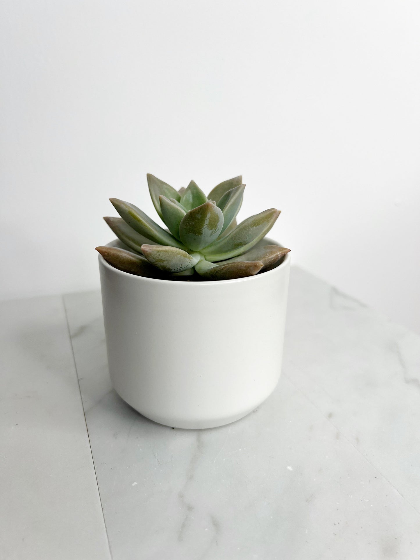 Succulent Plant 2" Mini Potted Succulents for Indoor Ghost Plant Home Office Decor House Wedding Baby Shower Party Favors Gifts for Her Live Succulent 2.5-inch - Wedding Baby Shower Party Favors and Gifts for Her