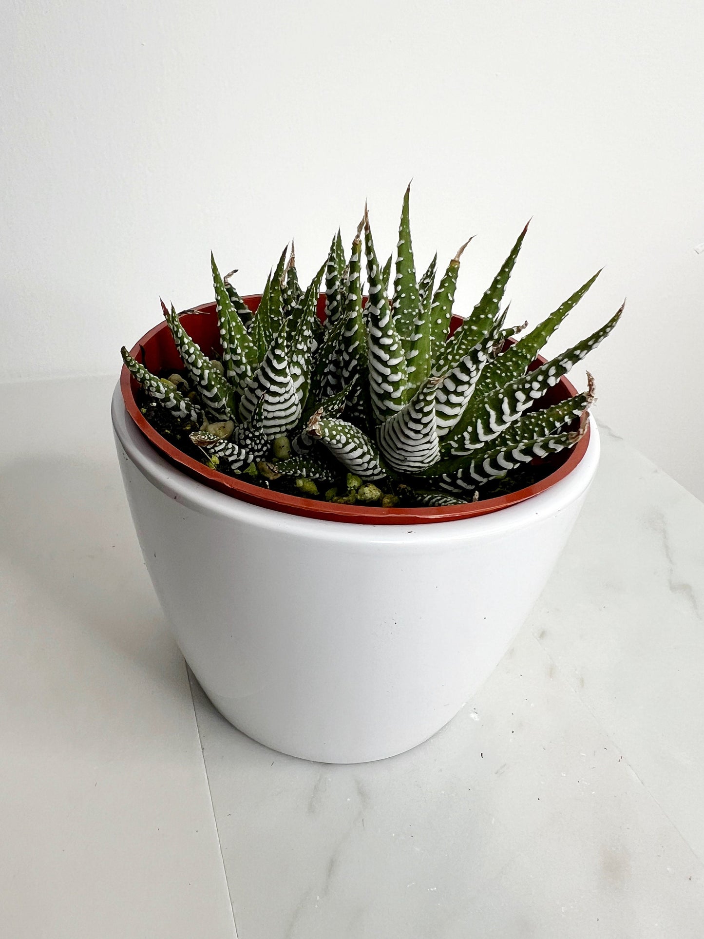 Zebra Haworthia "Zebra Plant" Succulent Plant Potted Plant for Indoor Home Office Decor House Wedding Baby Shower Party Favors Gifts for Her
