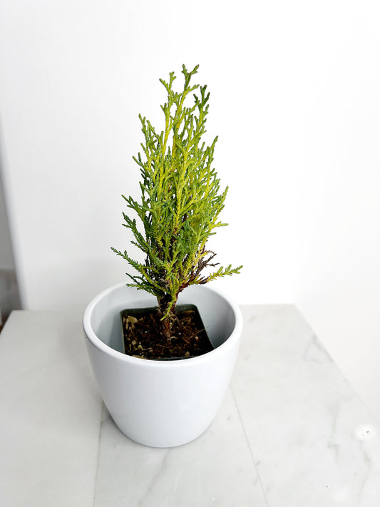 Italian Cypress Tree Starter Plant - 2 inch Pot Outdoor Bonsai Gift