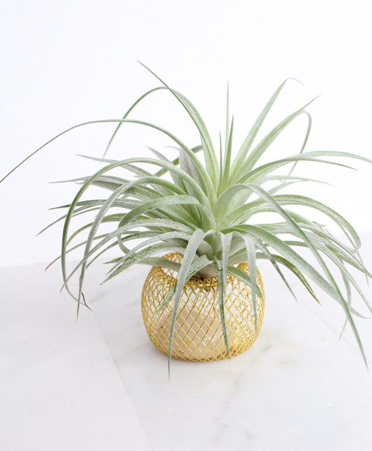 Modern Indoor Air Plant with Holder - Small Desk Office Plant Gift