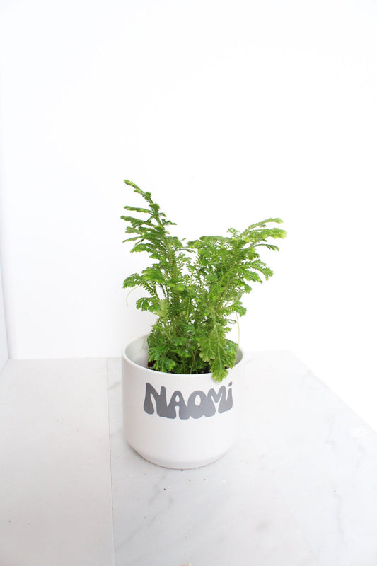 Frosty Fern Mini Live Indoor Plant Gift for Plant Lover Starter Office Desk Decor Gift Selaginella 2" pot Personalized Pot Tropical Greenery