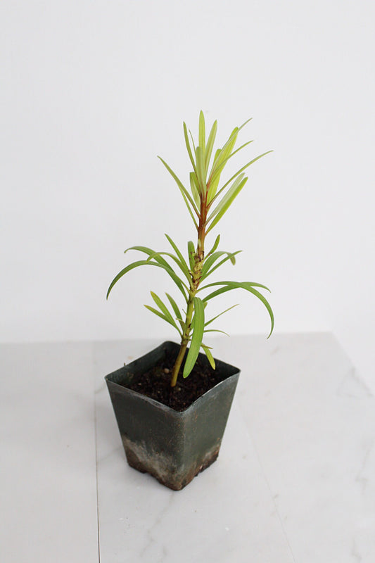 Starter Podocarpus Macrophyllus Maki Tree Outdoor Plant Landscape Live Bonsai Tree Outdoor Foliage Garden Fern Variety Hedge Evergreen Shrub