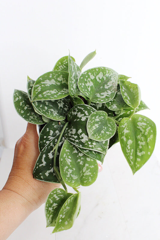Live Indoor Spotted Vine Pothos Satin Plant Modern Gift for Plant Lover Air Purifier Tropical Foliage Easy Care Plant Gift Friend Desk Plant