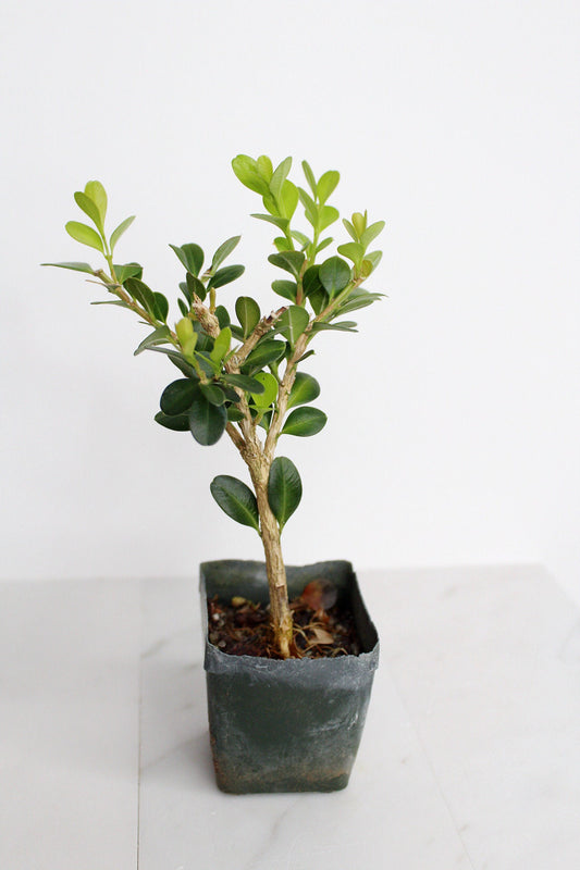 Bonsai Tree Starter Gift Winter Gem Boxwood Plant Variegated Plant Variegated Leaf Plant Buxus Microphylla Boxleaf Japanese Outdoor Garden