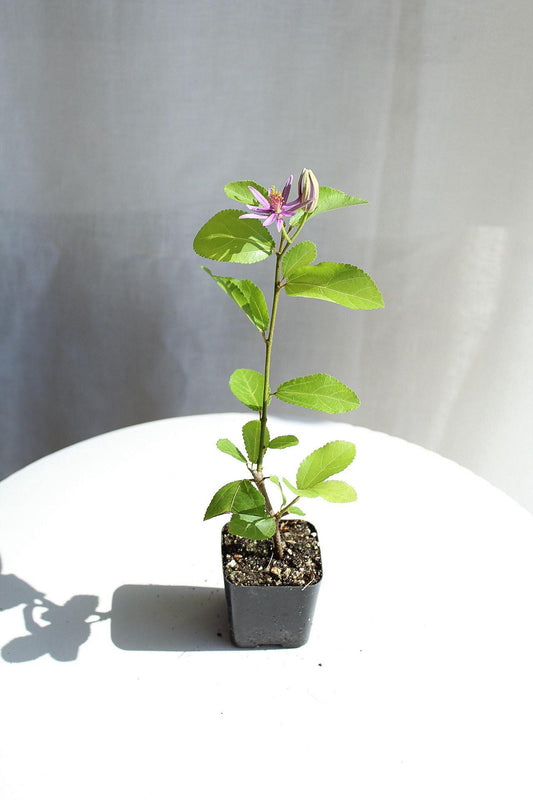 Lavender Star Flower Bonsai Tree African Starbush Crossberry Starter Plant Shrub Purple Flower Evergreen Climber Trellis Arbor Cover Outdoor