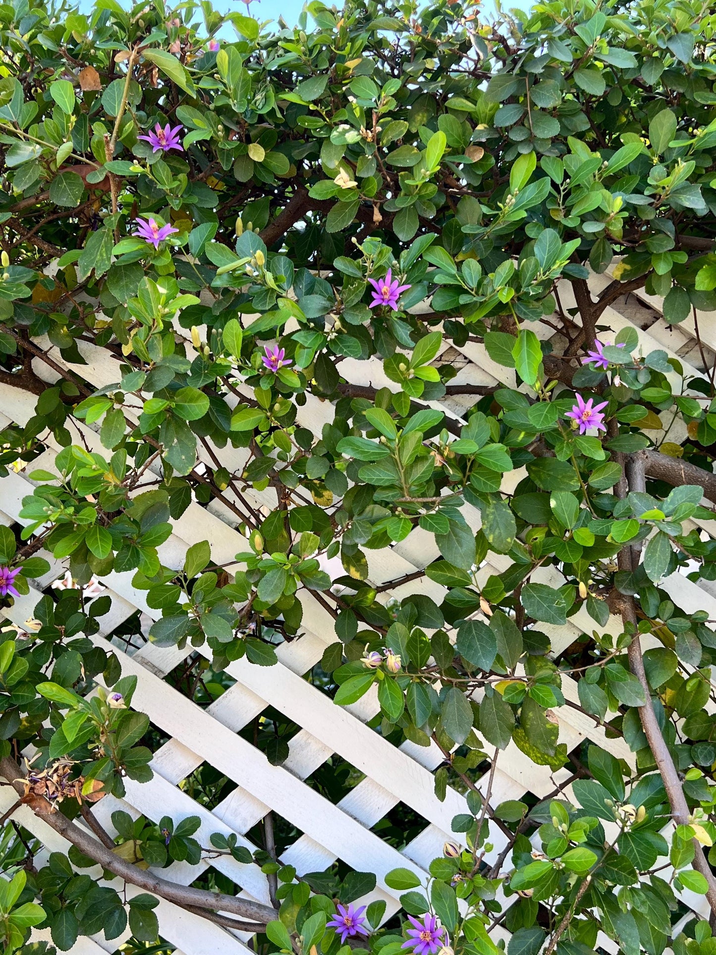 The Lavender Star Flower Bonsai Tree, also known as African Starbush or Crossberry, is a starter plant shrub with purple flowers. This evergreen climber is ideal for trellis or arbor covers, making it perfect for outdoor landscaping.