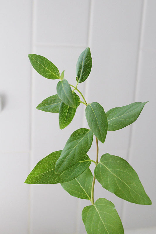 White Fragrant Flower Honeysuckle Starter Plant Vine Lonicera Halliana Plant Trellis Plant Climbing Plant Landscape Outdoor Garden Plant