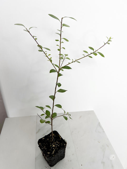 Pittosporum Silver Sheen Hedge Plant Starter Privacy Screen Low Maintenance Shrub Landscaping Garden Project Evergreen Ornamental 2 Inch Pot Gardening Gift Home Garden Design