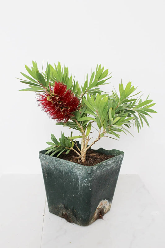 Weeping Red Bottlebrush – Callistemon 'Little John' Starter Plant for Outdoor Landscape & Pollinator Garden