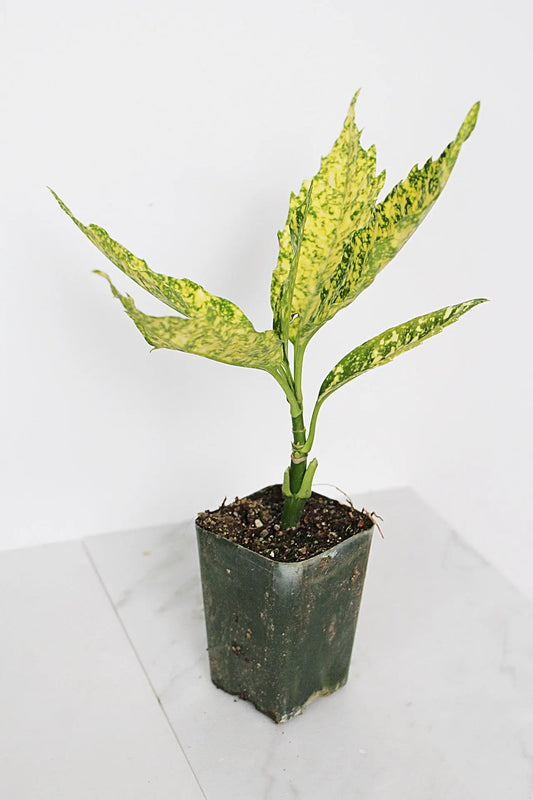 Gold Dust Plant – Shade-Loving Foliage Shrub for Indoor & Outdoor Garden Decor