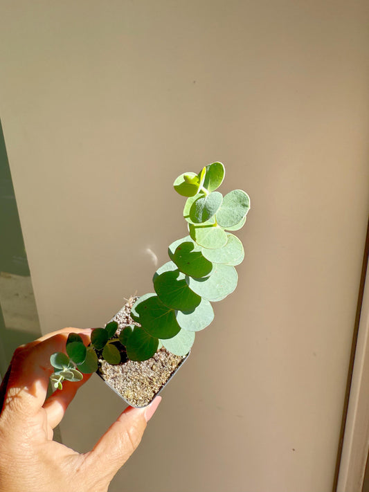 Spiral Gray Eucalyptus 'Baby Blue' Starter Tree – Potted Plant for Garden