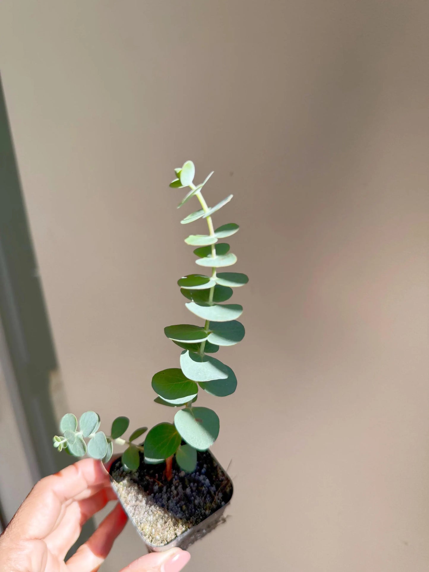 Spiral Gray Eucalyptus Starter Tree – Baby Blue Live Fragrant Plant