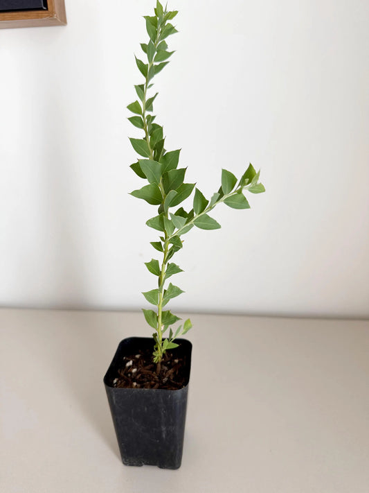 Yellow Fragrant Acacia Bonsai Tree – Evergreen Garden Starter Plant