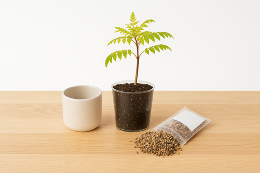 The Complete Jacaranda Bonsai Kit Care Guide