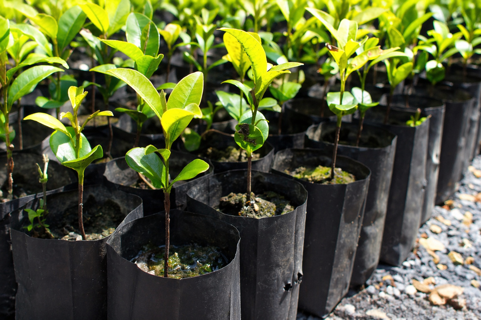How to care for your new 2-inch starter tree: the first 30 days