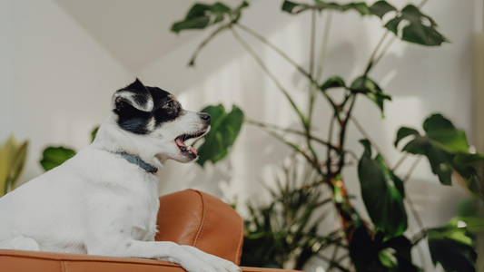 Top 10 Pet-Friendly Plants for a Greener, Safer Home