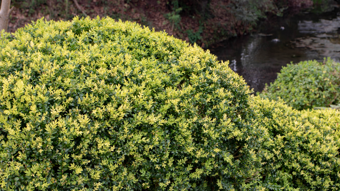 Variegated Boxwood Bonsai: A Classic Touch of Evergreen Elegance