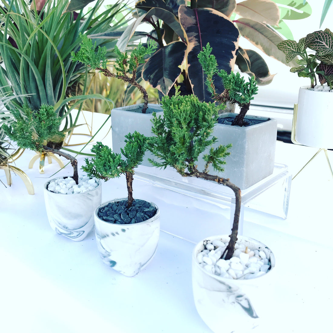 Exploring the Remarkable Benefits of Indoor Plants